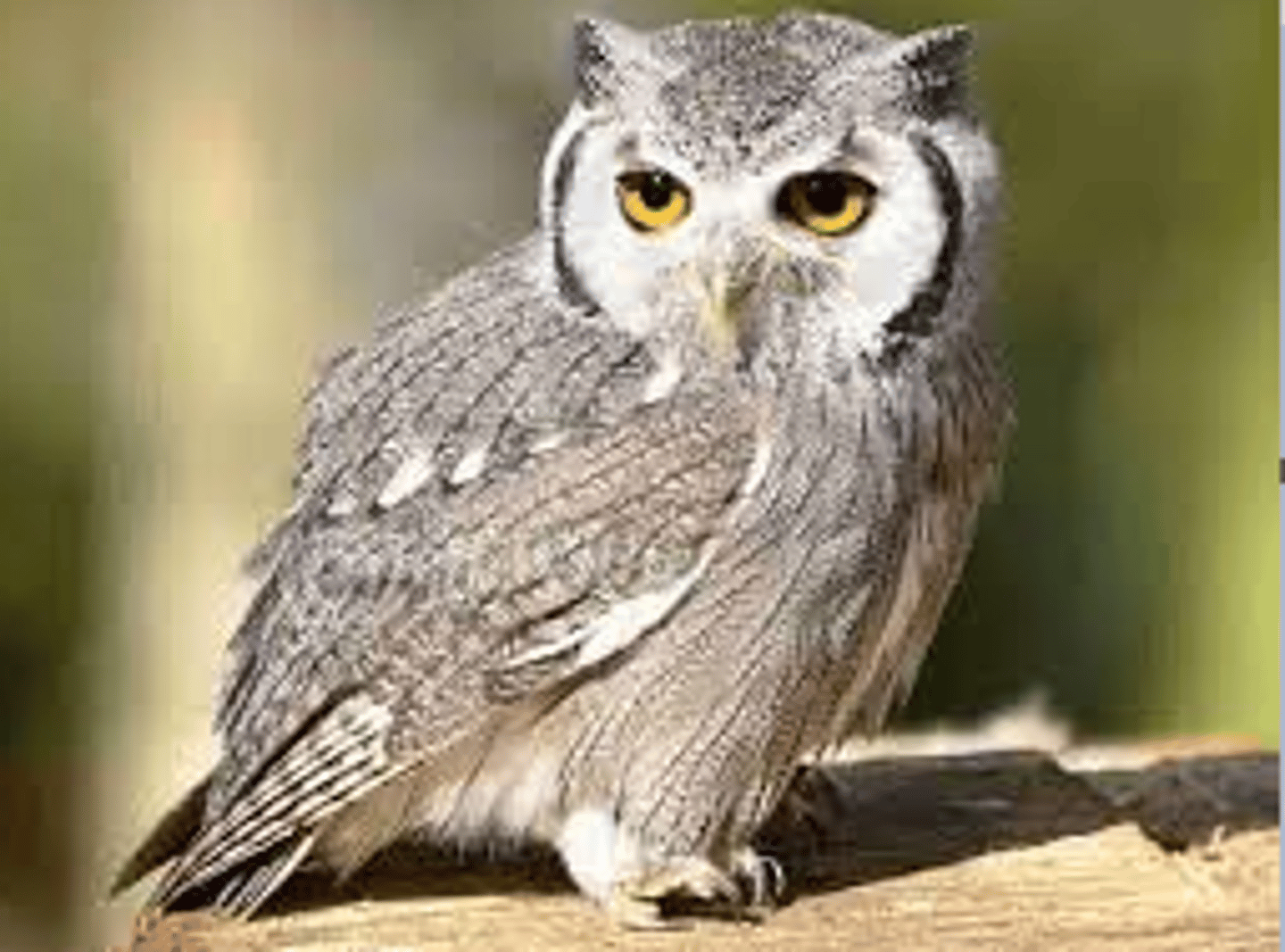 <p>owl - /aʊl/ [c]</p>