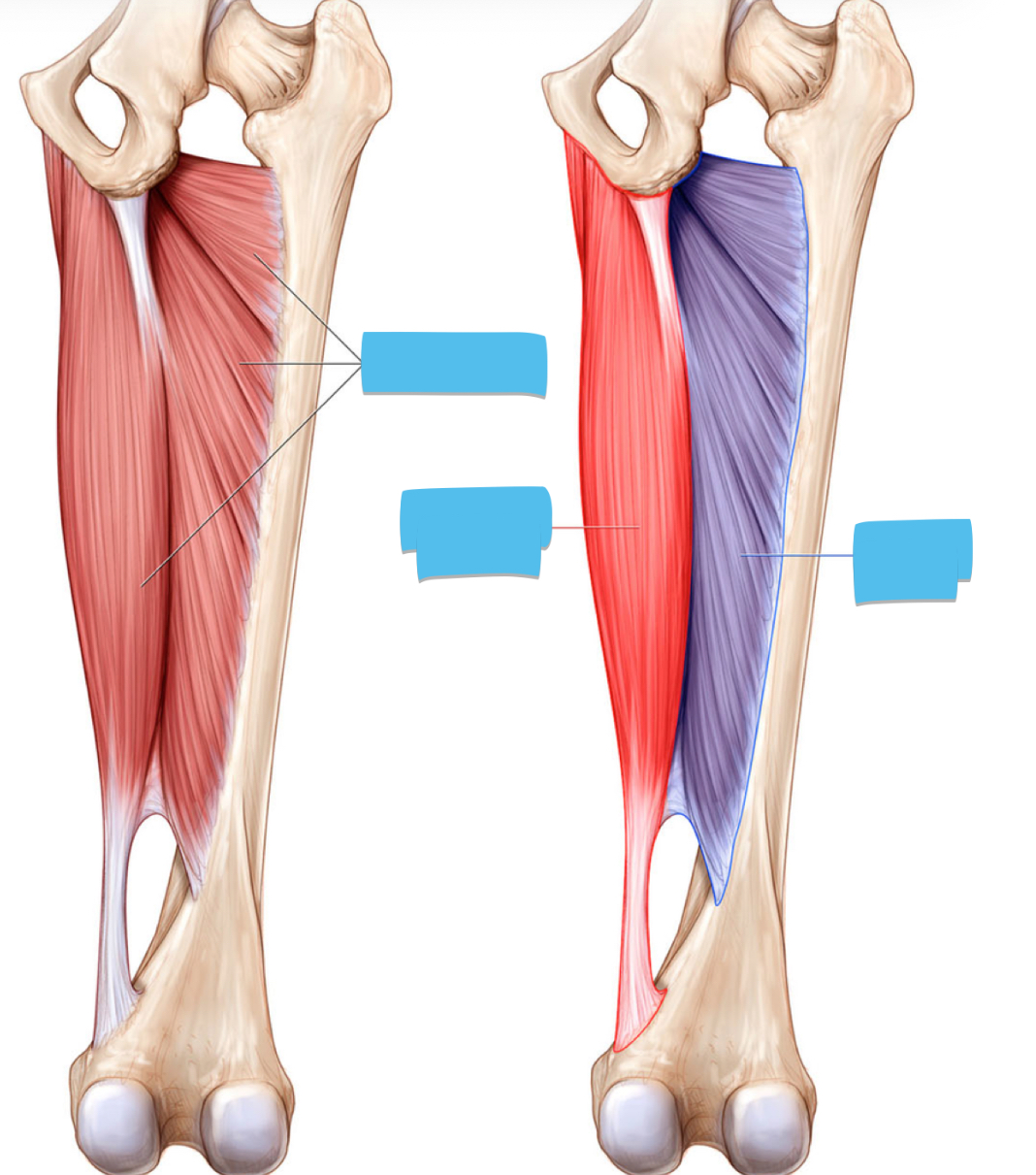 <p>Label these structures from left to right</p>