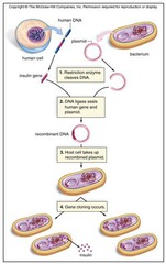 <p>host cell takes up recombinant plasmid</p><p>plasmids and host cell mixed together in an ice cold solution then subjected to heat shock - increases permeability of bacterial cell wall</p>