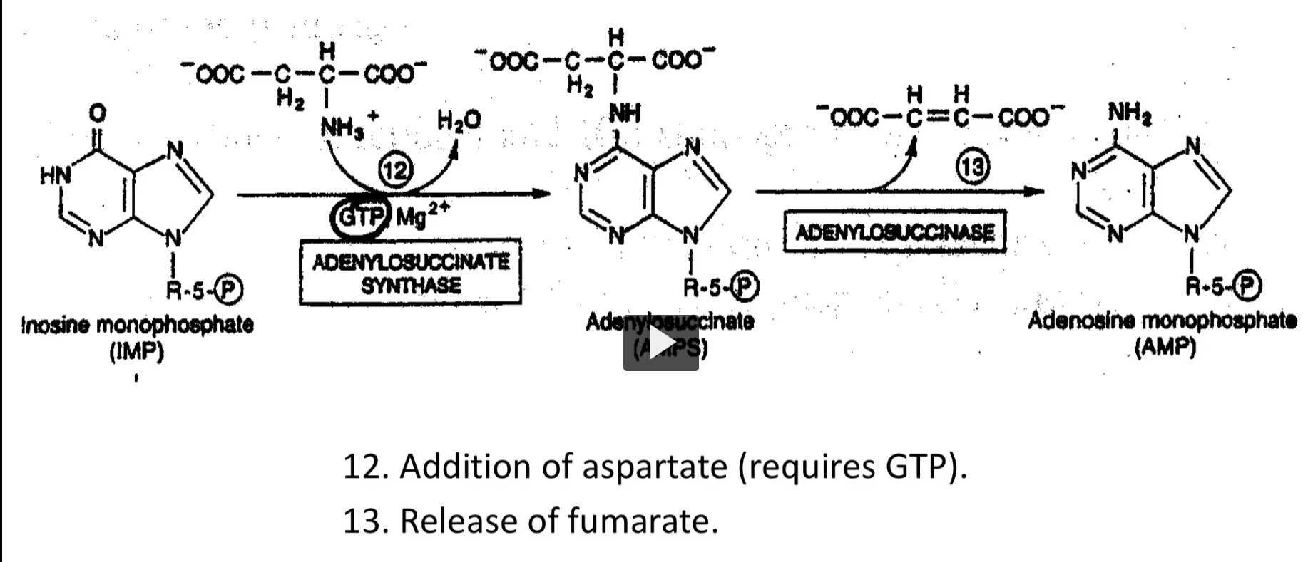 <ol start="12"><li><p><strong>Inosine monophosphate (IMP) → </strong>adenylosuccinate (AMPS)</p></li></ol><p>ADENYLOSUCCINATE SYNTHASE</p><p>GTP is needed , Mg²⁺</p><p>Reaction 12 is the donation of nitrogen by aspartate. Aspartate gets bound to the nitrogen base, leaving as fumarate, and leaves behind the nitrogen. In this way, you have AMP, Adenosine Monophosphate. </p><p>In Reaction 12, you need GTP to synthesize AMP. <em>points to the circled GTP</em></p><ol start="13"><li><p>adenylosuccinate (AMPS) → Adenosine monophosphate (AMP)</p></li></ol><p><strong>ADENYLOSUCCINASE</strong></p><p>Reaction 12 and 13 is the formation of AMP. IMP is like a branch piont because it is the parent compound o both nitrogen bases, AMP and GMP. </p><p>You also need ATP to synthesize GMP. </p>