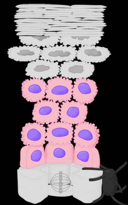 <ul><li><p>avascular, no replication</p></li><li><p>main job to create keratin —> toughness of the epidermis</p></li></ul><p></p>