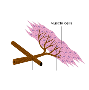 <p><strong>Label the three main parts of an insect's tracheal system.</strong></p>