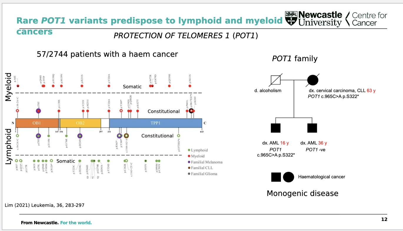 <p>Rare <strong>POT1 (Protection of Telomeres 1) germline variants</strong> can predispose individuals to <strong>lymphoid and myeloid cancers</strong>. </p><ul><li><p>The example shows a <strong>POT1 variant segregating in a family</strong>, with affected individuals developing cancers such as <strong>CLL and AML</strong>, demonstrating a <strong>monogenic inherited cancer predisposition</strong>.</p></li></ul><p></p>