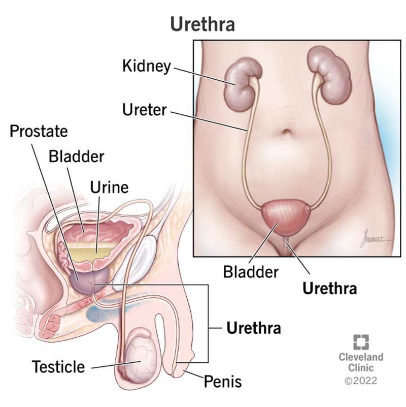 <p><strong>Urethra</strong></p>