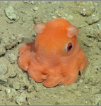 <p>What Phylum, Class, Subclass, and Order does this belong to?</p>