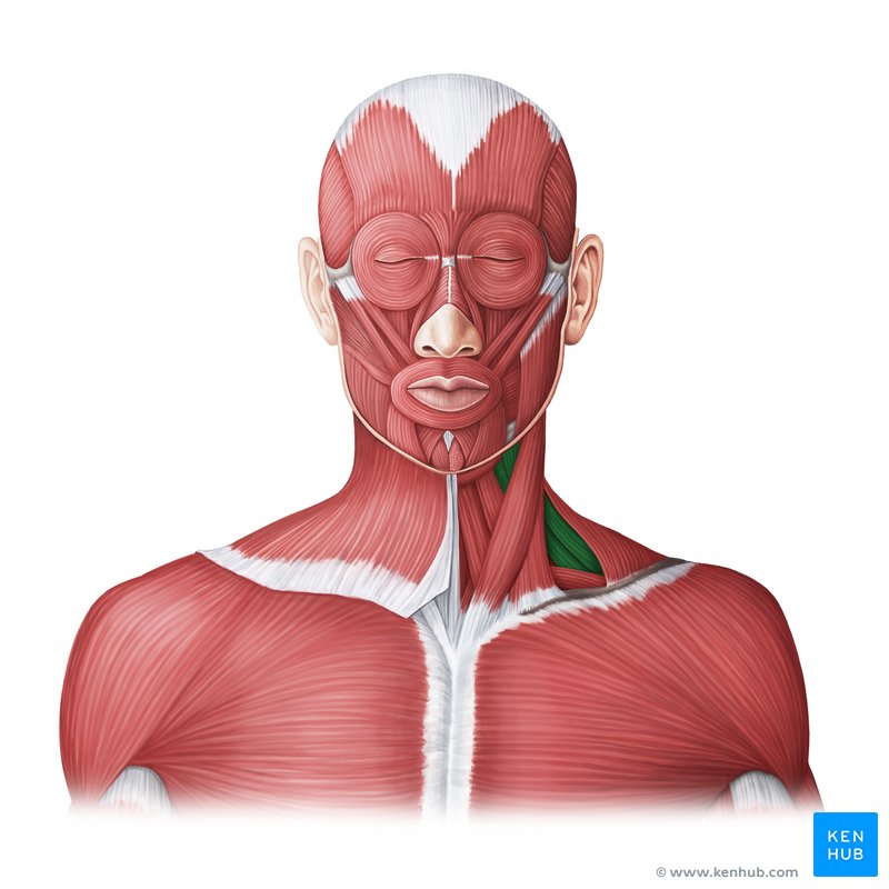 <p>behind sternocleidomastoid</p>