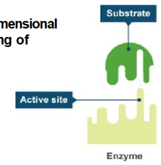 <p>Very precise physical fit between active site and substrate.</p>