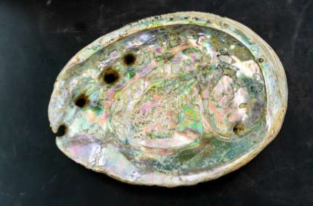 <p>Phylum: Mollusca, Class: Bivalvia</p><p>Abalone</p>