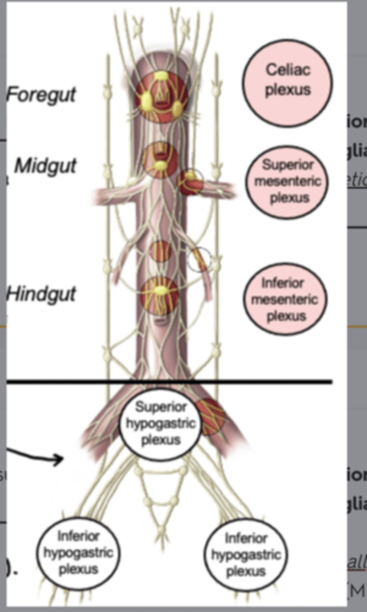 <p>what does the Inferior mesenteric ganglia and plexus innervate? </p>