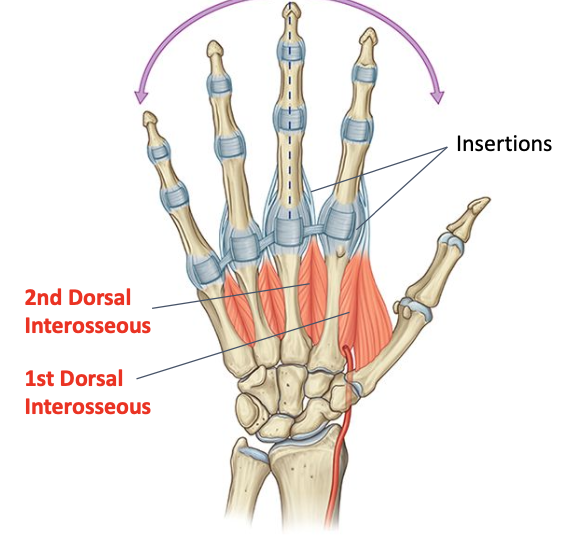 <p>Deep branch of ulnar nerve (C8-T1)<br>O: medial side of 1, adjacent sides of 2, and lateral side of 3rd metacarpal<br>I: lateral side of proximal phalanx and extensor expansion of index and middle fingers</p>