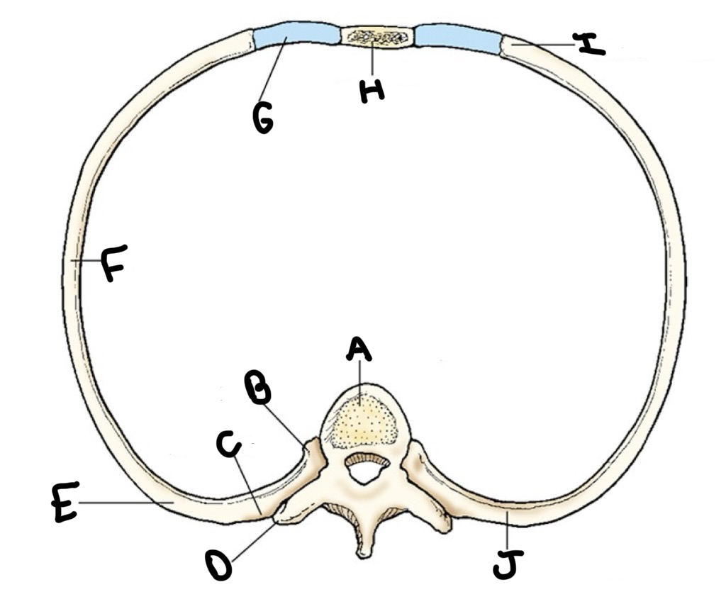 <p>c?</p>