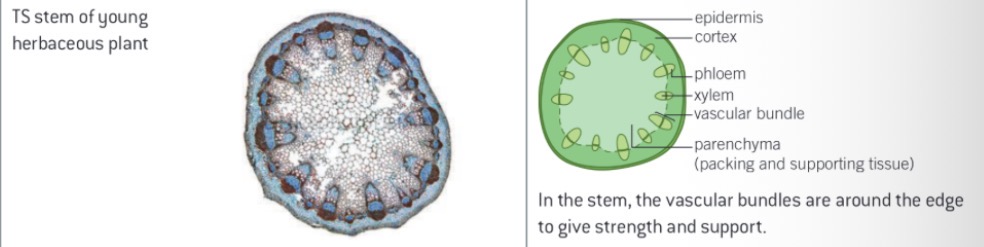 <p>The vascular bundles are around the edge to give strength and support</p>
