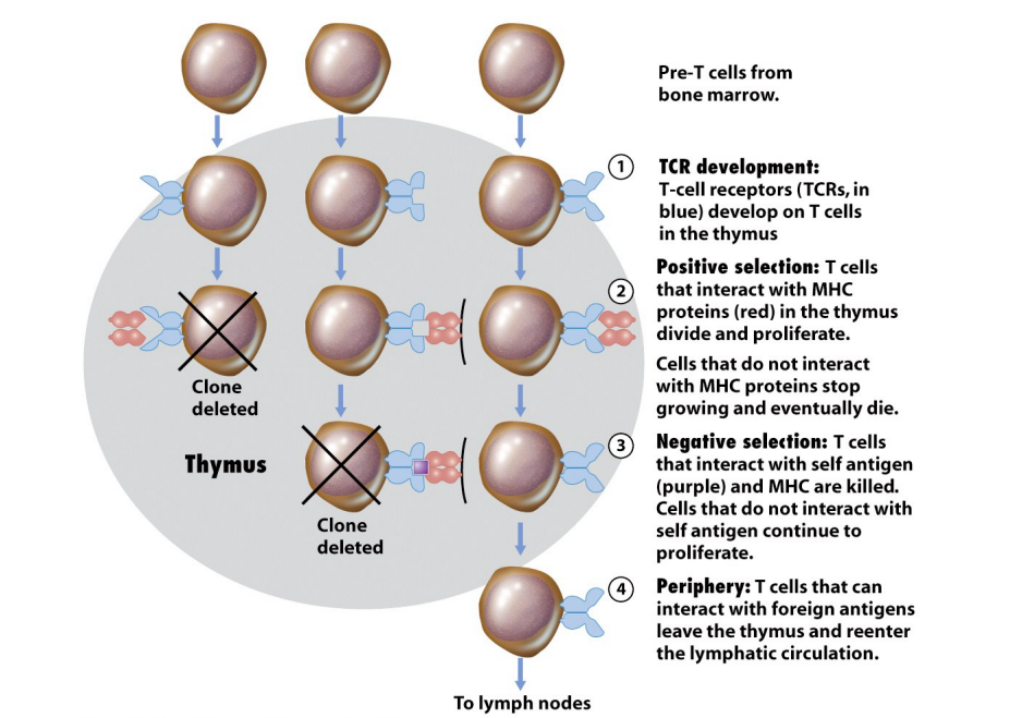 <ul><li><p>Each B & T cell makes a unique antibody or TCR </p><ul><li><p>When binding to antigen, proliferation occurs</p></li><li><p>a clonal line is expanded </p></li><li><p>descendent cells produce identical antibody or TCR (except for mutation)</p></li></ul></li><li><p>During embryonic/neonatal development, those B & T cells that bind antigen (presumed to be self) are deleted</p><ul><li><p>B cells mature in bone marrow; T cells mature in thymus </p></li><li><p>it is thought even in adults, those tissues are kept free of "new" antigens</p></li><li><p>if maturing cell does not react with MHC, it dies </p></li><li><p>if maturing cell does react with antigen, it dies</p></li></ul></li></ul><p></p>