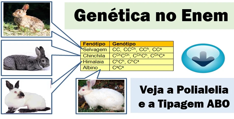<p>É quando um gene possui mais de 2 anelos. Ex: coelhos</p>