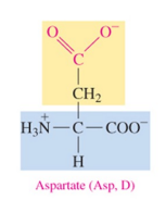 <p>polar acidic amino acid with carboxylate as R group </p>