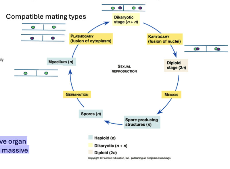 <p>The mushroom is a short-lived reproductive organ that enables nuclear fusion, meiosis, and massive spore dispersal, in mushrooms there is no sperm and egg: there are compatible mating types → go into plasmogamy (fusion of cytoplasms) → become dikaryotic (fungal cell with 2 nuclei, 1 cytoplasm) → karyogamy (fusion of nuclei)</p>