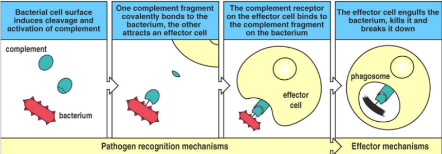 <ol><li><p>bacterium presence causes the complement protein to split into 1 big piece and 1 small piece</p></li><li><p>the big piece bonds to the bacterium, the small piece attaches to an effector cell</p></li><li><p>the complement-bacterium complex binds to the complement receptor on the effector cell.</p></li><li><p>the effector cell eats the bacterium and kills it.</p></li></ol><p></p>