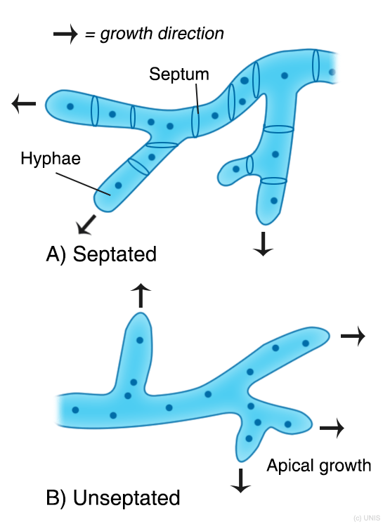 <ul><li><p>základní stavební jednotkou je hyfa</p></li><li><p>soubor hyf → mycelium </p></li><li><p>mycelium vegetativní</p><ul><li><p>= substrátové</p></li><li><p>zajišťuje růst, výživu a kolonizaci substrátu</p></li><li><p>zanořené do hostitele</p></li></ul></li><li><p>mycelium generativní</p><ul><li><p>nese rozmnožovací struktury (pohlavní i nepohlavní)</p></li><li><p>na povrchu, vzdušné </p></li></ul></li><li><p>hyfa roste apikálně</p><ul><li><p>polarizovaný růst - výstavba buněčné stěny díky veziklům </p></li><li><p>vezikly cestují laterálně → větvení </p></li></ul></li></ul><p></p>