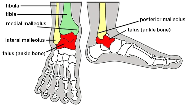 <p>bony protuberance of ankle</p>