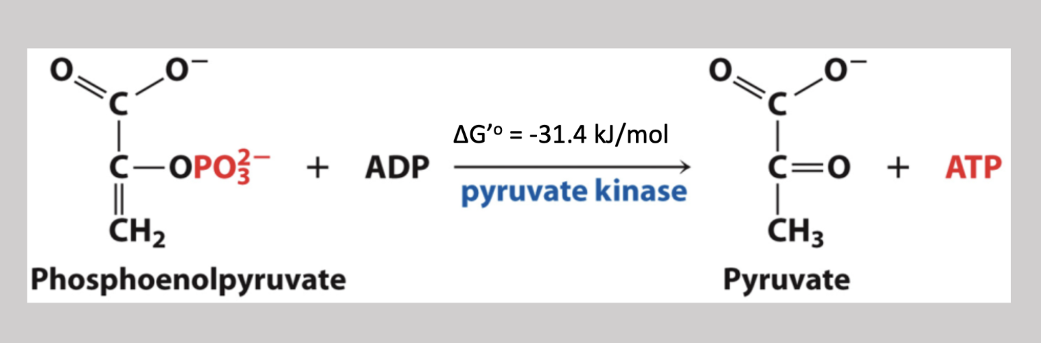 <p>Tenth step irreversible pathway that removes the phosphate on carbon-3 and attaches it to an ADP molecule (creating ATP) → phosphoenolpyruvate → pyruvate </p>