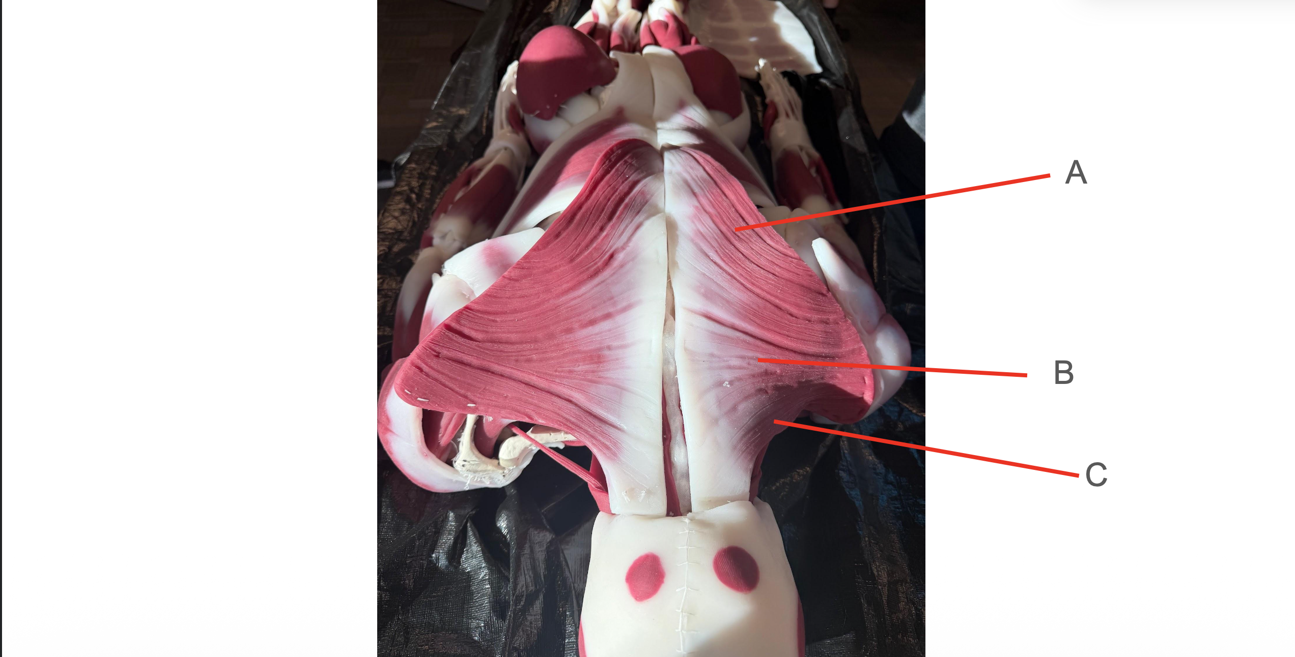 <p>Identify Structure C</p>