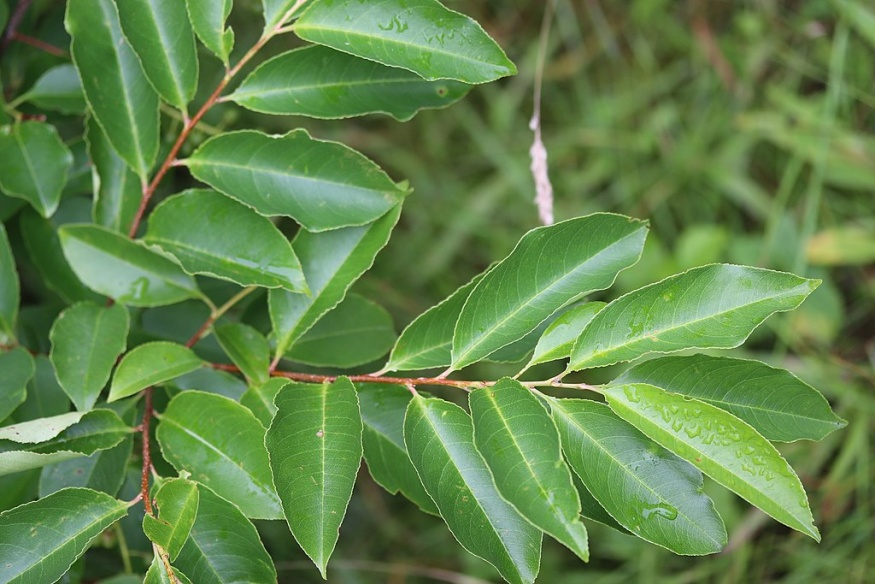 <p>Identify this species:</p>