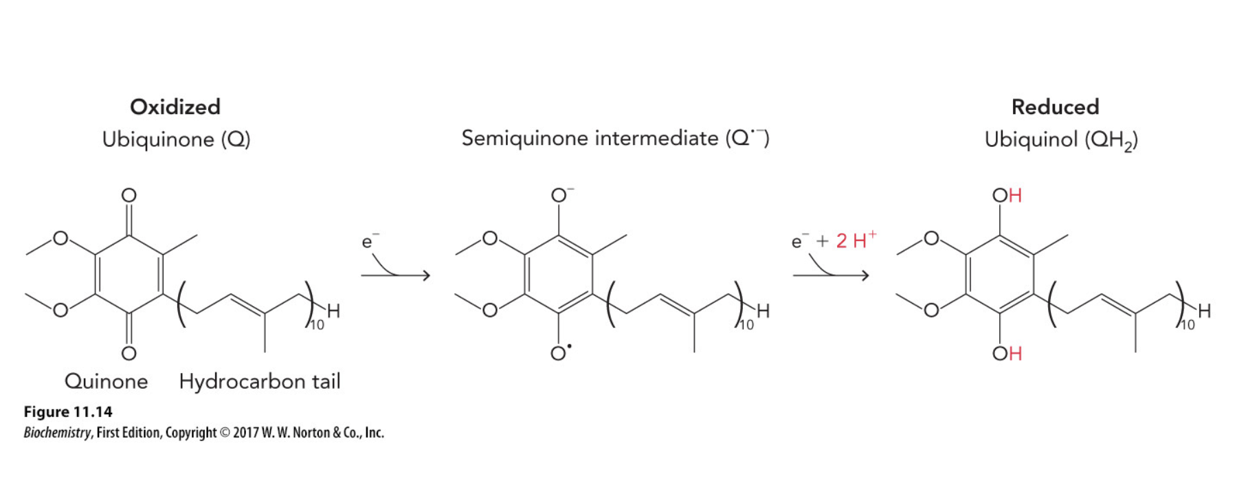 <p>Ubiquinone (Q) accepts one e- to become semiquinone intermediate. Then another e- is accepted to become the reduced from, ubiquinol (Q2)</p>