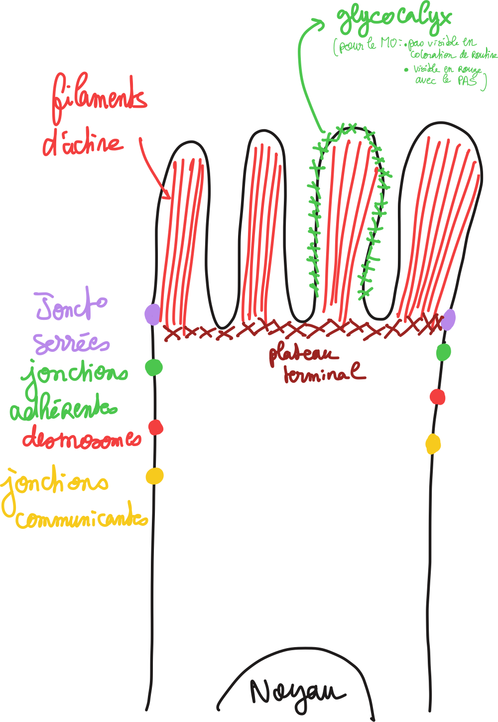 <p>En ME, on voit bien les jonctions cellulaires. On peut voir aussi les microvillosités et le plateau terminal sur lequel elles reposent. </p>