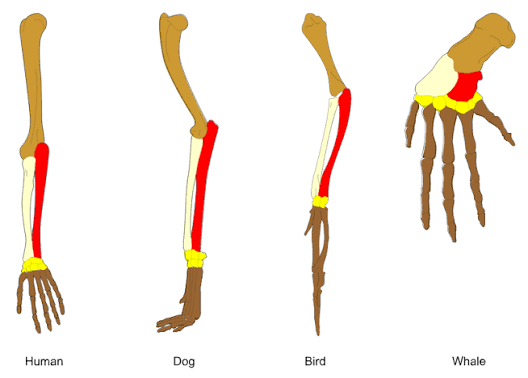 <p>a shared gene btwn two different species (e.g. human arm and bird wing)</p>