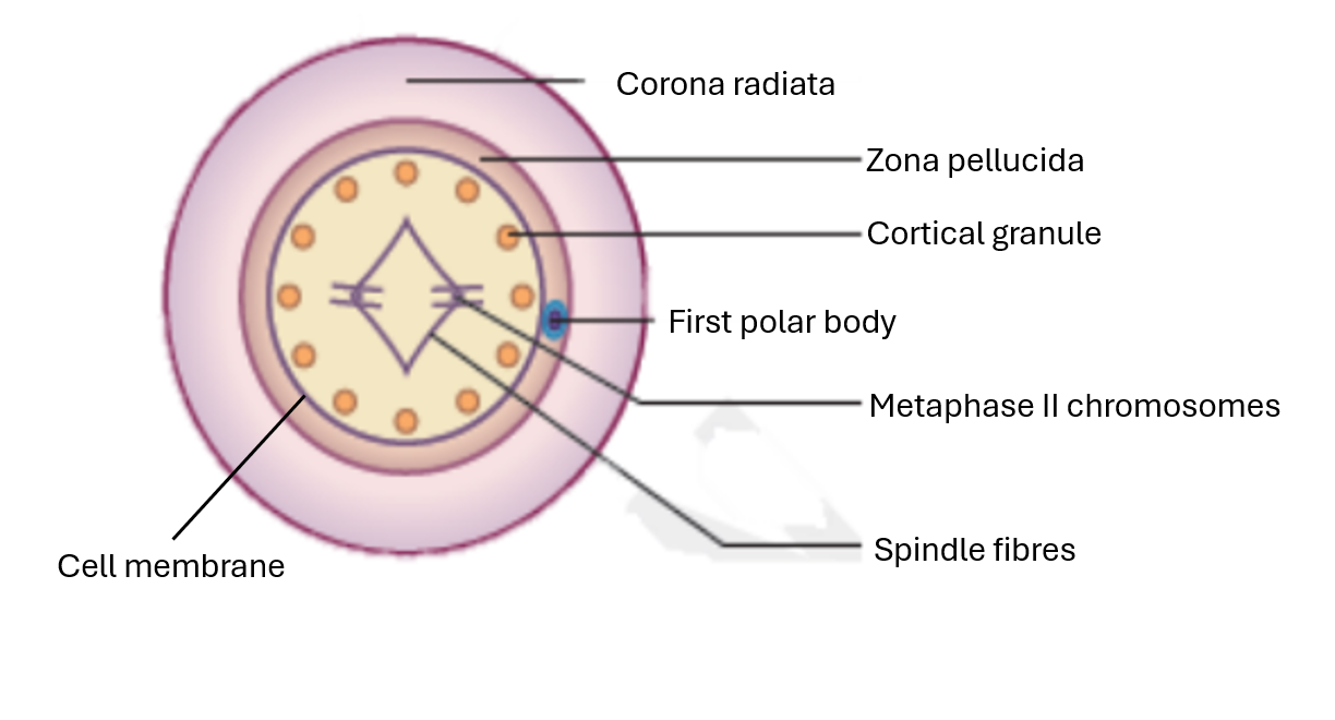 <p>label the secondary oocyte before fertilisation</p>