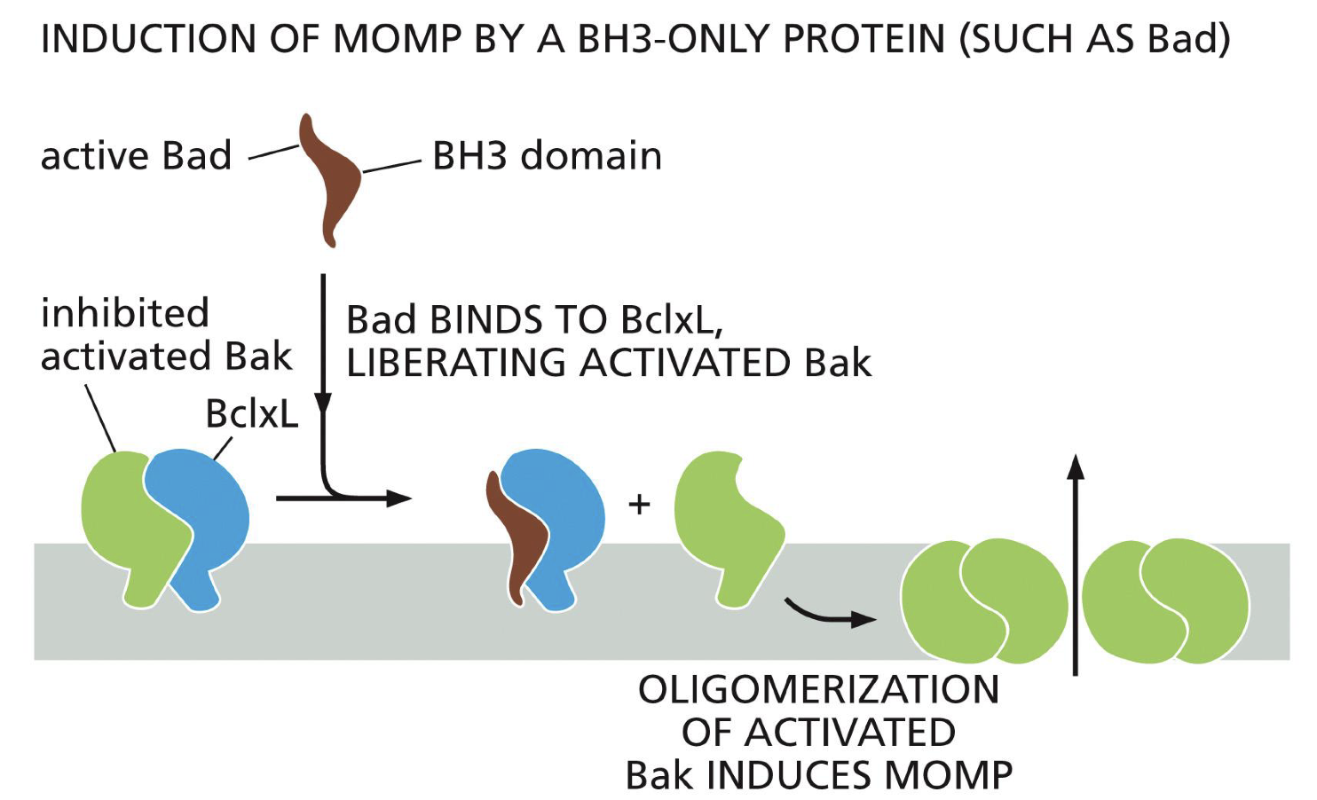 <p>Binds to Bclxl</p>