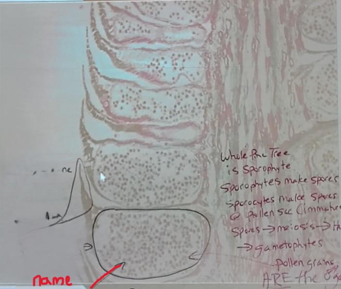 <p>Phylum Coniferophyta </p><ol><li><p>Name it</p></li></ol><p></p>