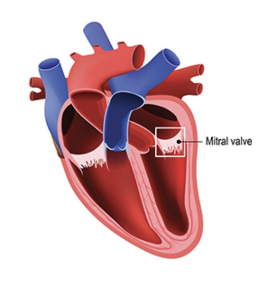 <p><span>Valve located between the left atrium and the left ventricle.</span></p>