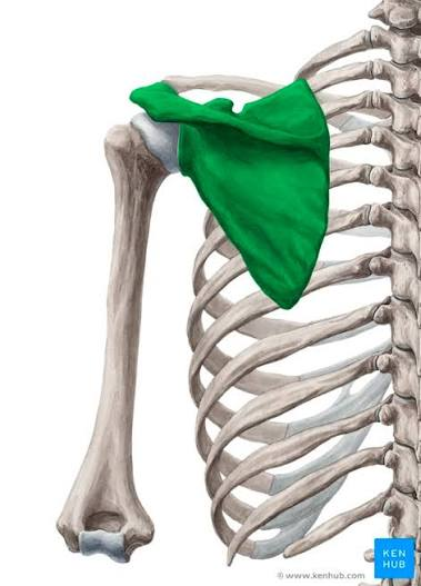 <p>What is this bone?</p>