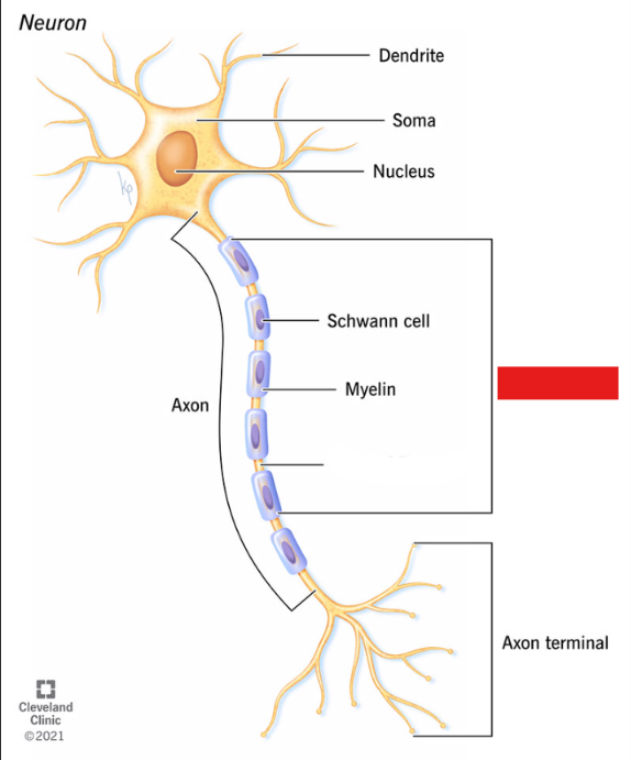 <p>covers axons, not continuous</p>