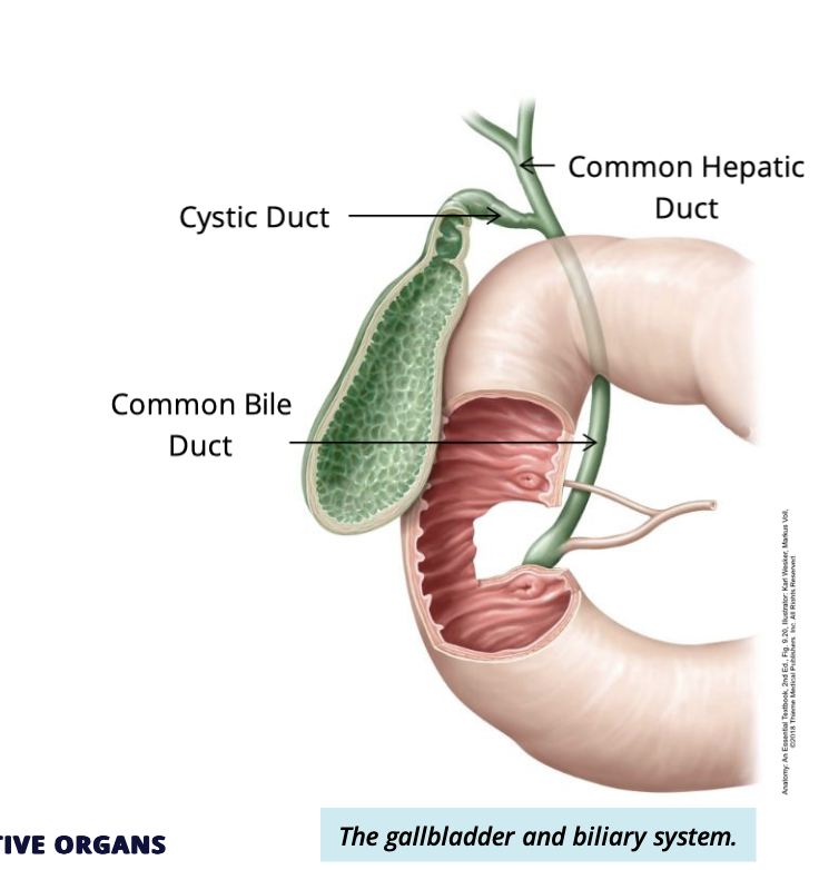 <p>the common bile duct meets with the cystic duct to drain bile into the common bile duct, which enter the duodenum </p>