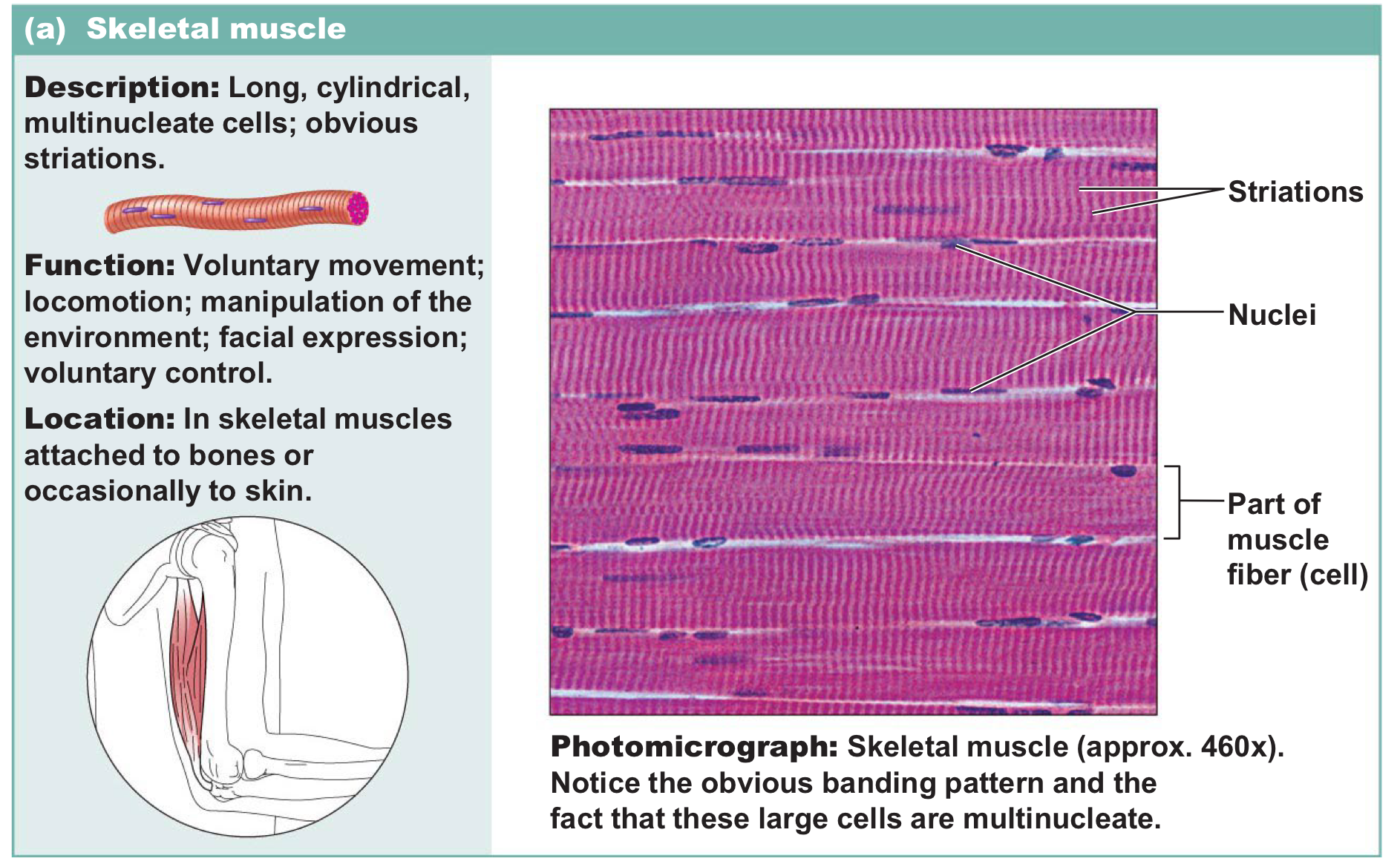 <p>Long, cylindrical multinucleate cells with striations → voluntaryand is responsible for the movement of bones and maintenance of posture</p>