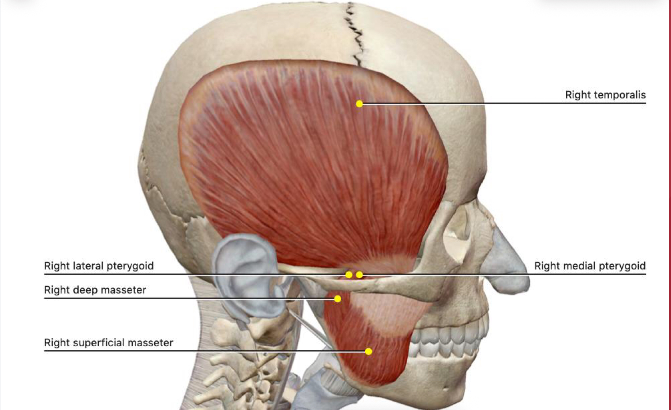 <p>raises the mandible against the maxilla with great force </p>