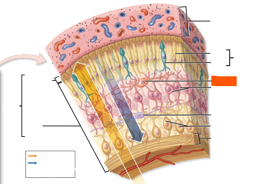 knowt flashcard image