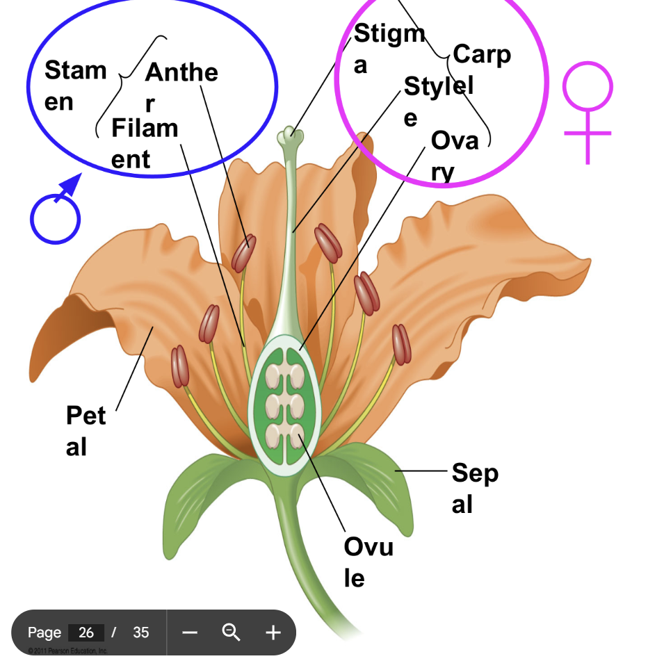 <p>structure specialized to facilitate s**exual reproduction </p><ul><li><p>success mainly due to coevolution with pollinators</p></li><li><p>stigma is sticky</p></li></ul><p></p>