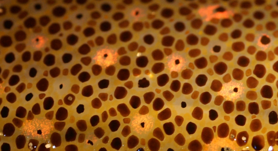 <ul><li><p>pigmented cells</p></li><li><p>primarily responsible for skin and eye coloration, as well as rapid physiological color changes used for camouflage, thermoregulation, and social signaling</p></li></ul><p></p>