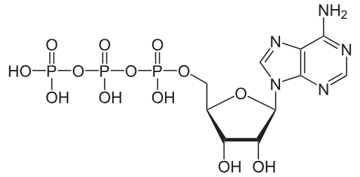 <p>The “energy currency” of cells, stores and transfers energy between cells</p>