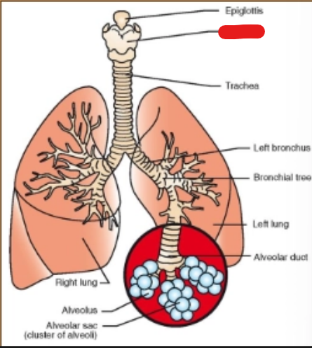 <p>what is it (Respiratory System)</p>