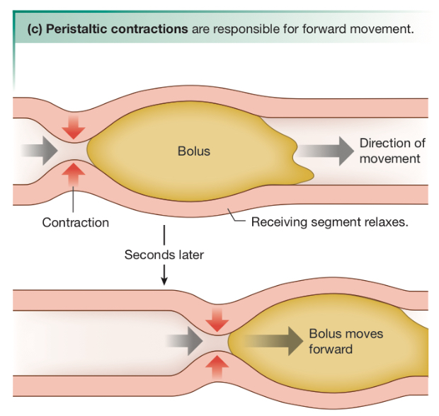 <p>Behind the bolus</p>