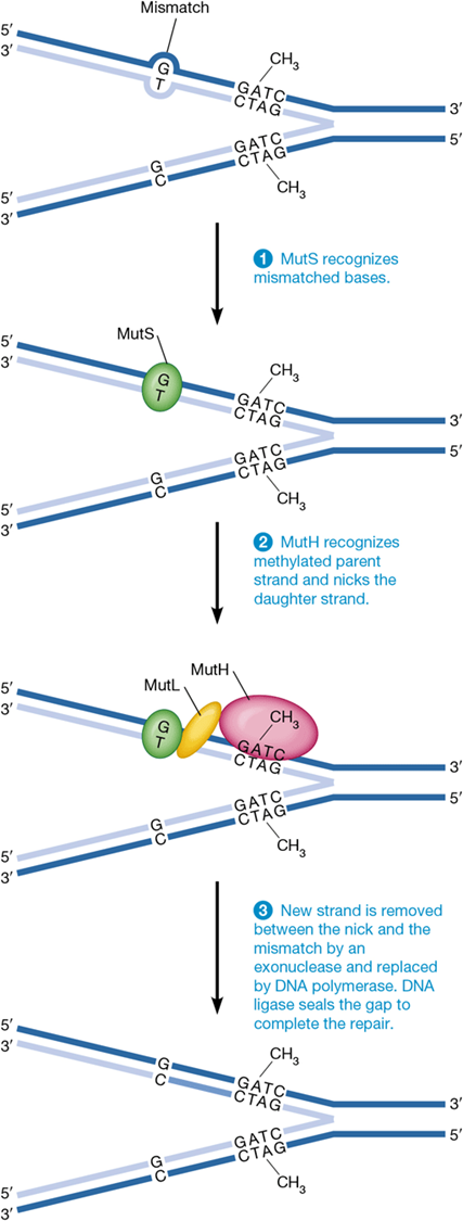 <p>repairs abnormal nucleotides after DNA replication</p><p>1) MutS detects mismatch</p><p>2) endonuclease MutH introduces a nick in unmethylated strand</p><p>3) exonuclease removes incorrect nucleotides from nicked strand, and these are replaced with correct sequence</p>