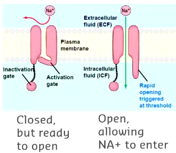 <p>opens when neuron receives the right signal allowing specific ions to flow through</p>