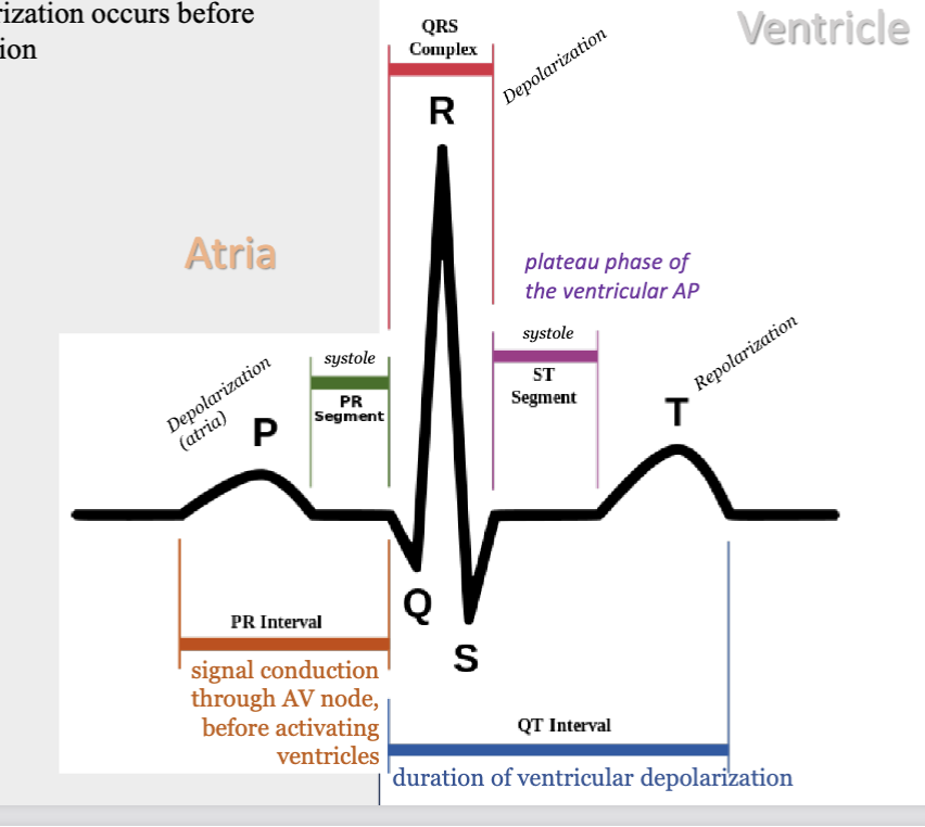 <p><strong>P</strong> wave = corresponds to the <strong>atrial depolarization</strong> phase of the cardiac AP</p><p>PR segment - atrial systole</p><p>PR interval - signal conduction thru AV node before activating ventricles</p><p><strong>QRS </strong>complex = indicates <strong>ventricular depolarization</strong> and some <strong>atrial repolarization</strong></p><p>ST segment - ventricular systole</p><p><strong>T</strong> wave = represents <strong>ventricular repolarization</strong></p><p></p><p><strong>DEPOLARIZATION BEFORE MECHANICAL CONTRACTION</strong></p>
