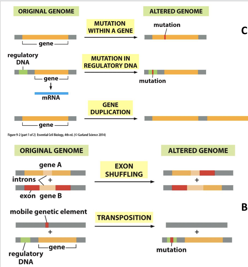 <p>how are new genes formed?</p>