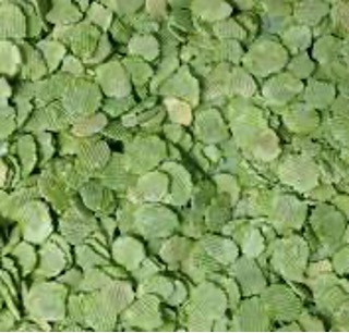 <p>micronized peas</p>