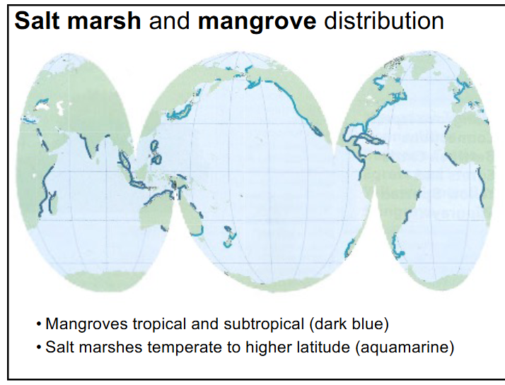 <p>-mangroves are tropical and subtropical</p><p>-salt marshes are temperate to higher latitudes</p>